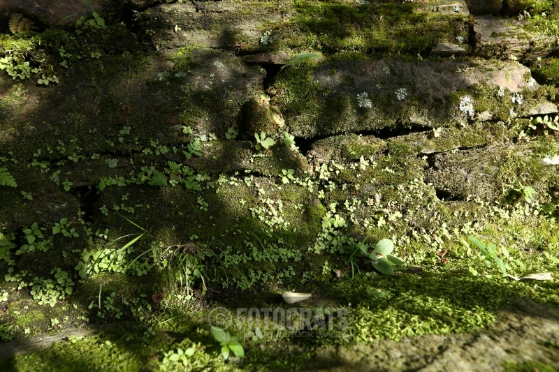 Stone wall with moss texture