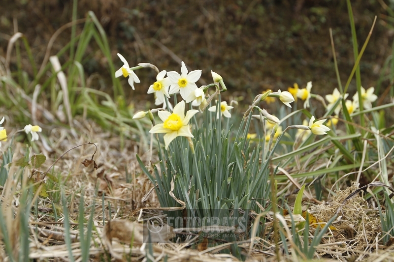Daffodils Flowers