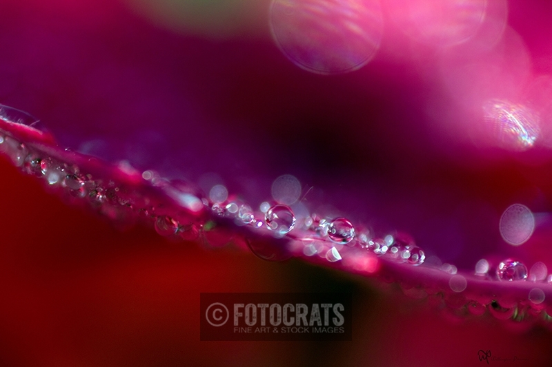 water drops on the red leaves