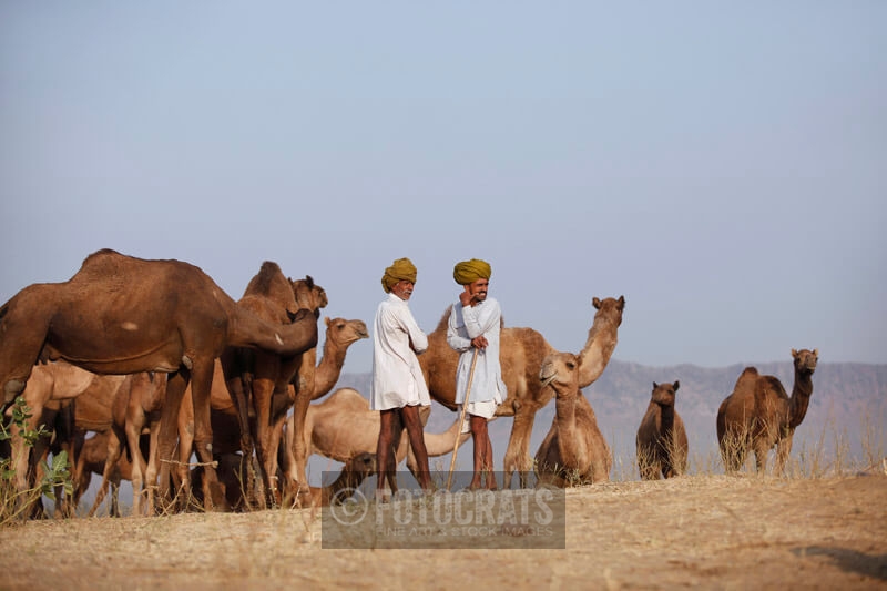 two rural men with a group of camels 