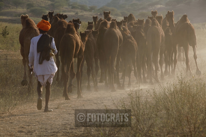 villager grazing camels at pushkar,rajasthan