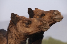 camels in the rajasthan desert