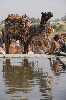 decorated camel at pushkar mela 