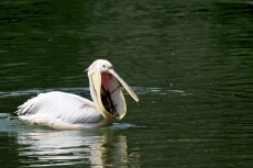 pelican floating in water 